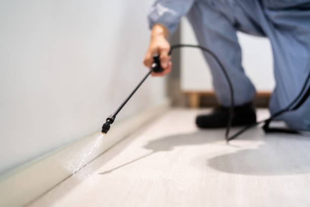 Rodent Entry Point Assessment in North Shore