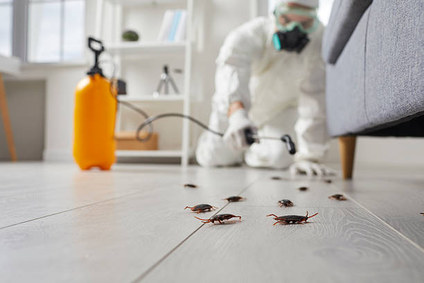 Commercial Rodent Management in North Shore